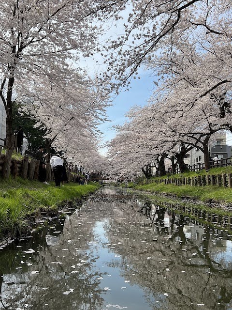新河岸川沿いの桜.jpeg