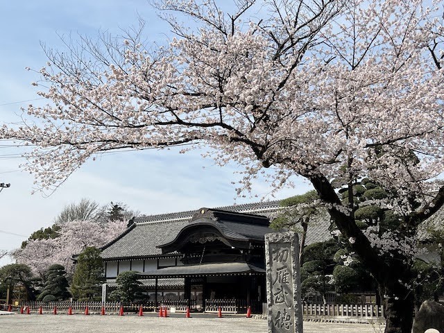 本丸御殿と桜.jpeg