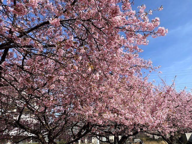 河津桜2.jpg