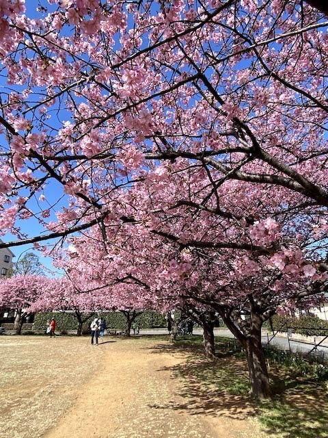 河津桜3.jpg