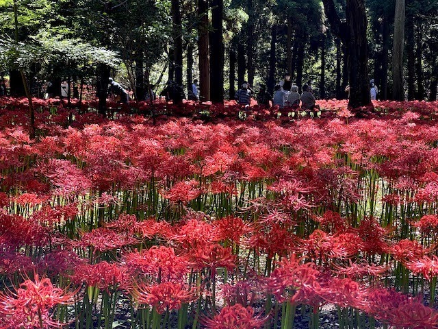 村上緑地公園の彼岸花 のろのろチャリダーの攻城日記